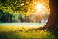 Tree  landscape sunlight. 