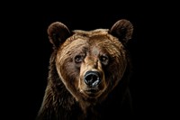 Bear wildlife mammal animal. AI generated Image by rawpixel.