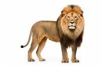 Lion wildlife mammal animal. AI generated Image by rawpixel.
