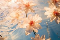 Water flowers  outdoors blossom. 