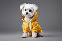 Apparel dog mockup sweatshirt portrait mammal. 