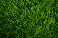 Green grass texture plant lawn tranquility. 