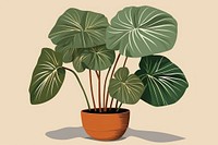 Alocasia longiloba plant leaf houseplant. 