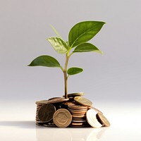 Plant with coin leaf money investment.