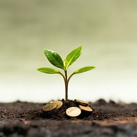 Plant leaf soil coin. 