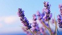 Lavender flower wallpaper blossom purple plant. AI generated Image by rawpixel.