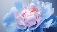 Peony wallpaper blossom flower plant. 