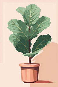 Fiddle leaf fig plant tree houseplant. 