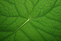 Texture green leaf backgrounds. 