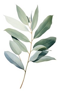 Eucalyptus leaf plant herbs tree. AI generated Image by rawpixel.