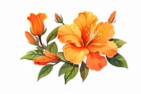 Orange flower hibiscus plant white background. AI generated Image by rawpixel.