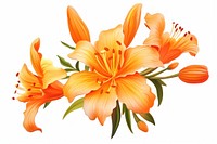 Orange flower plant lily white background. 