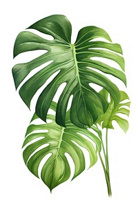 Monstera leaf plant white background xanthosoma. AI generated Image by rawpixel.