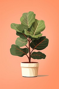 Fiddle leaf fig plant tree houseplant. 