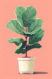 Fiddle leaf fig plant tree houseplant. 