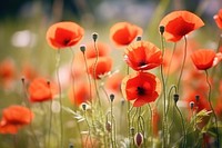 Flower poppy plant inflorescence. 