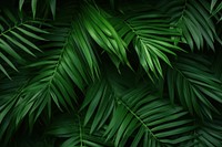 Palm Green plant green backgrounds. 