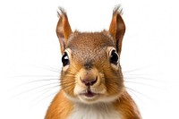 Squirrel rodent animal mammal. AI generated Image by rawpixel.