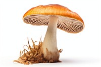 Lactarius mushroom fungus agaric plant. AI generated Image by rawpixel.