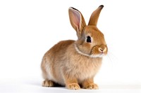 Rabbit animal mammal rodent. AI generated Image by rawpixel.