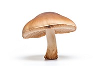 Shitake mushroom fungus plant white background. AI generated Image by rawpixel.
