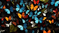 Butterflies wallpaper butterfly animal insect. 