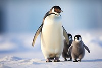 Family penguin walking animal bird togetherness. 