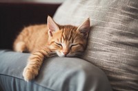 Kitten asleep kitten mammal animal. AI generated Image by rawpixel.