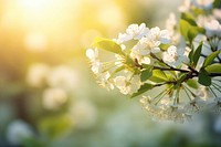 Spring sunlight outdoors blossom. 