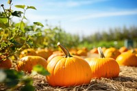 Fresh pumpkin vegetable outdoors nature. 