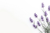 Lavender backgrounds blossom flower. 