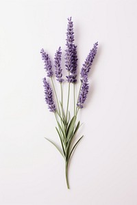 Lavender flower plant white background. AI generated Image by rawpixel.