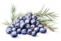 Watercolor juniper berries blueberry fruit plant. AI generated Image by rawpixel.