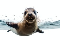 Sea lion swimming animal mammal seal. AI generated Image by rawpixel.