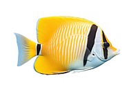 Butterfly fish animal white background pomacanthidae. AI generated Image by rawpixel.
