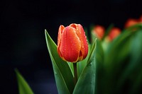 Tulip flower plant inflorescence. 