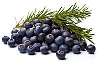 Juniper berries blueberry fruit plant. 