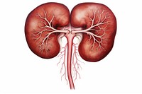 Kidney illustration drawing heart white background. AI generated Image by rawpixel.
