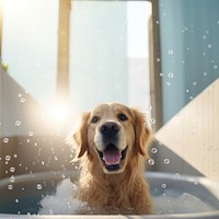 Retriever bathroom bathtub animal. 