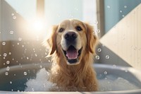 Retriever bathroom bathtub mammal. 