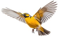 Meadowlark flying animal canary. AI generated Image by rawpixel.