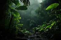 Rainforest tropical vegetation outdoors. 