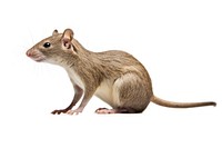 Shrew animal mammal rodent. AI generated Image by rawpixel.
