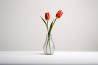 Tulip vase flower plant. 