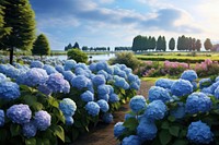 Blue hydrangeas garden landscape outdoors blossom. 