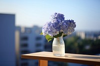 Hydrangeas outdoors blossom flower. 