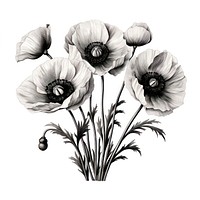 Poppy drawing flower sketch. AI generated Image by rawpixel.