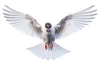 Arctic tern flying animal white. AI generated Image by rawpixel.