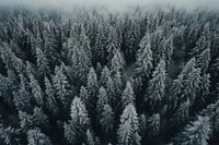 Snow forest land outdoors woodland. AI generated Image by rawpixel.