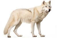 Wolf mammal animal white. AI generated Image by rawpixel.
